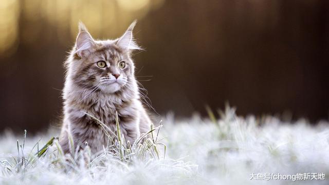 一只可以吃到你破产的大猫, 养缅因猫, 别人都以为你家有矿!