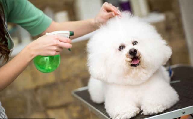 想要知道比熊犬寄生虫多不多, 很简单就5点!