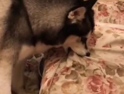 二哈到吃饭的时候了还没回家, 出门去找, 看到邻居家这幕瞬间笑哭