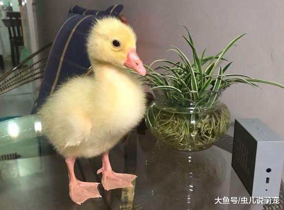 网友养了一只小鹅, 没想到两个月就变成这样了!