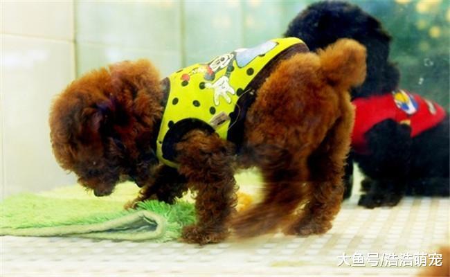 冬天养狗需要注意五个地方, 不管什么品种, 冬天都会活的很舒服