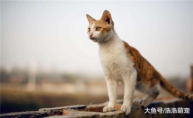 猫咪有下面5种表现时, 代表它把你当主人了, 你家的有吗?