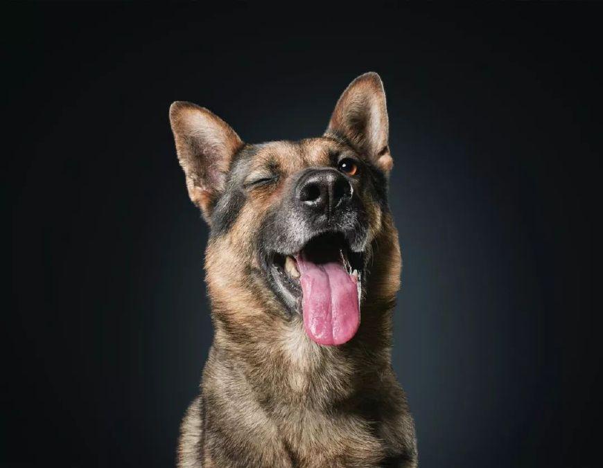 这才是警犬! 拍大片、执行任务、卖萌样样都行