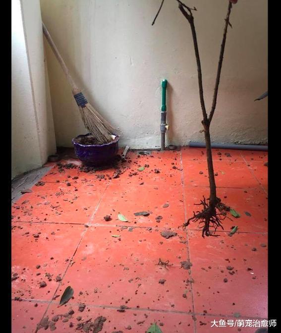 主人买的树被哈士奇和土狗一起拆了, 田园犬: 是二哈指使我干的!