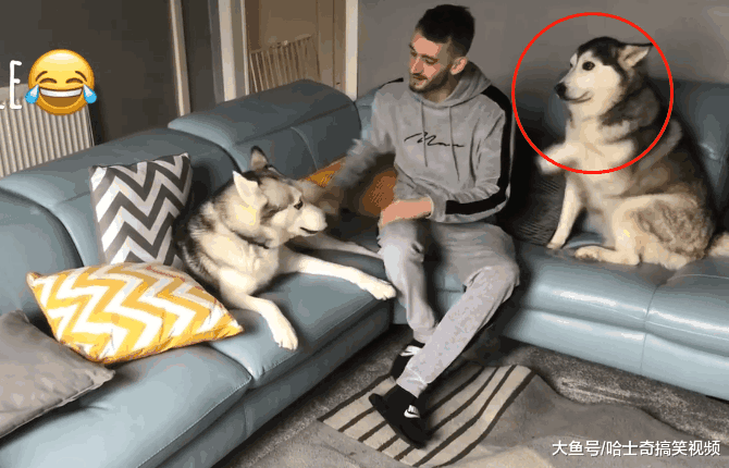 主人抱着“二胎”, 二哈的表情亮了, 网友: 女主人扎心了