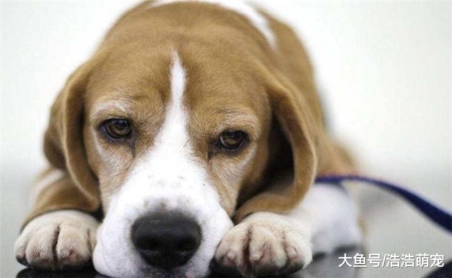 狗狗为什么会流眼泪? 原因有五个, 它也是有感情的