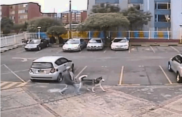 比特犬没有狗绳, 遇到邻居小孩后“猖狂”了, 差点酿成大悲剧!