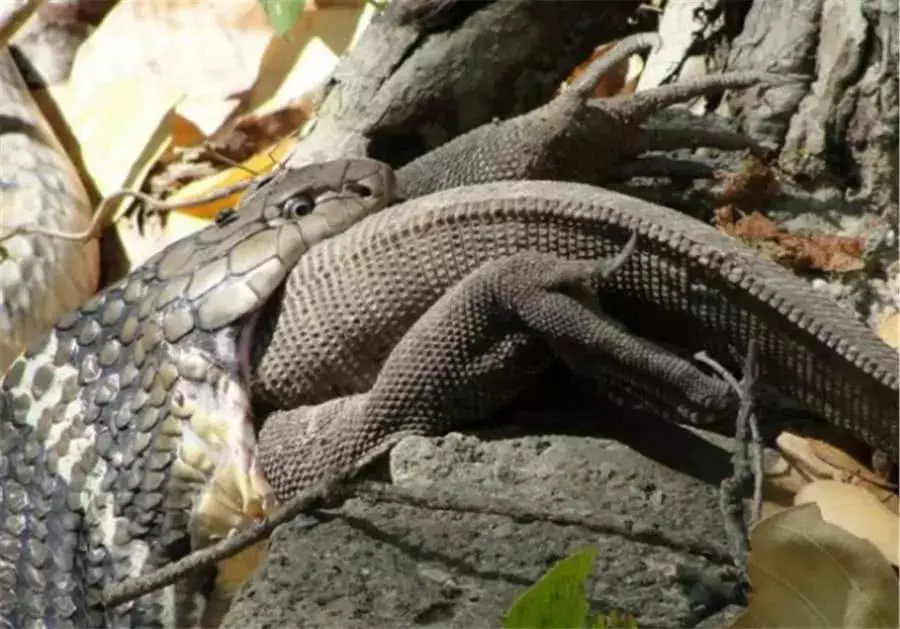 实拍一条巨蜥偷吃蛇卵, 不巧毒蛇及时赶到, 将巨蜥生吞!