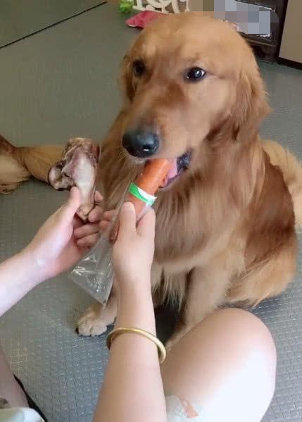 主人让狗狗在骨头跟火腿肠中间选一个, 哈士奇竟然选了主人的臭脚