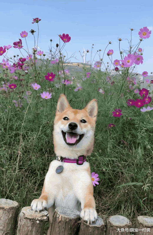 关于《忠犬八公》里面的秋田犬狗狗介绍, 你知道的有多少呢