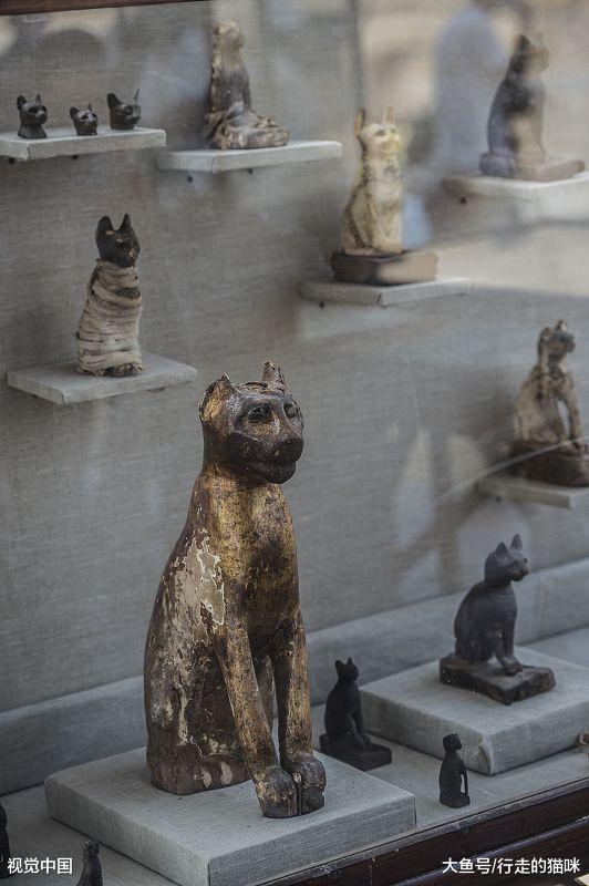 来了解一下古老的埃及猫