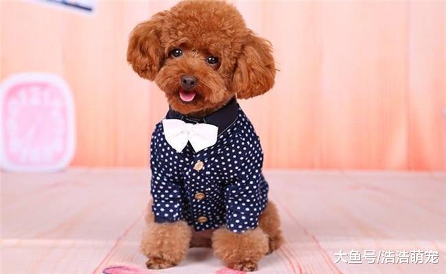 给宠物穿上衣服会怎么样? 它们会变得更加可爱, 更讨人喜欢
