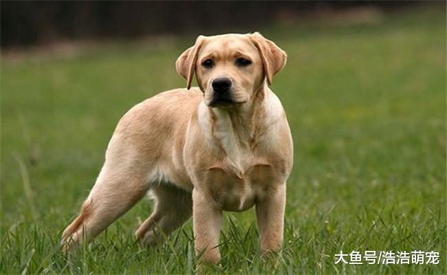 5种忠诚度最高的狗狗, 德牧在内, 第五种拿主人的话当圣旨