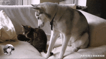 喵星人遇到纯二哈, 赶也赶不走, 二哈: 我就想踩你几脚