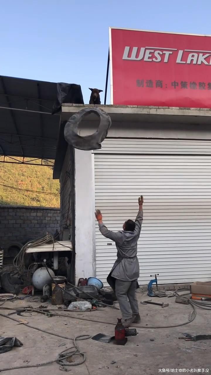 黑狗在房顶帮主人拖轮胎, 有这样一条狗, 赶得上一个小工了