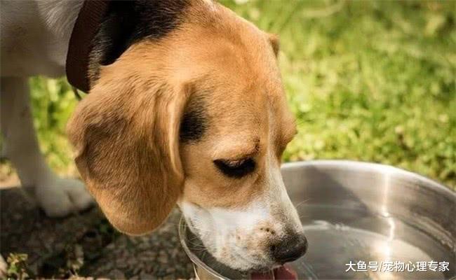 狗狗临死之前为什么会离家出走, 发现狗狗的这些异常行为要引起重视