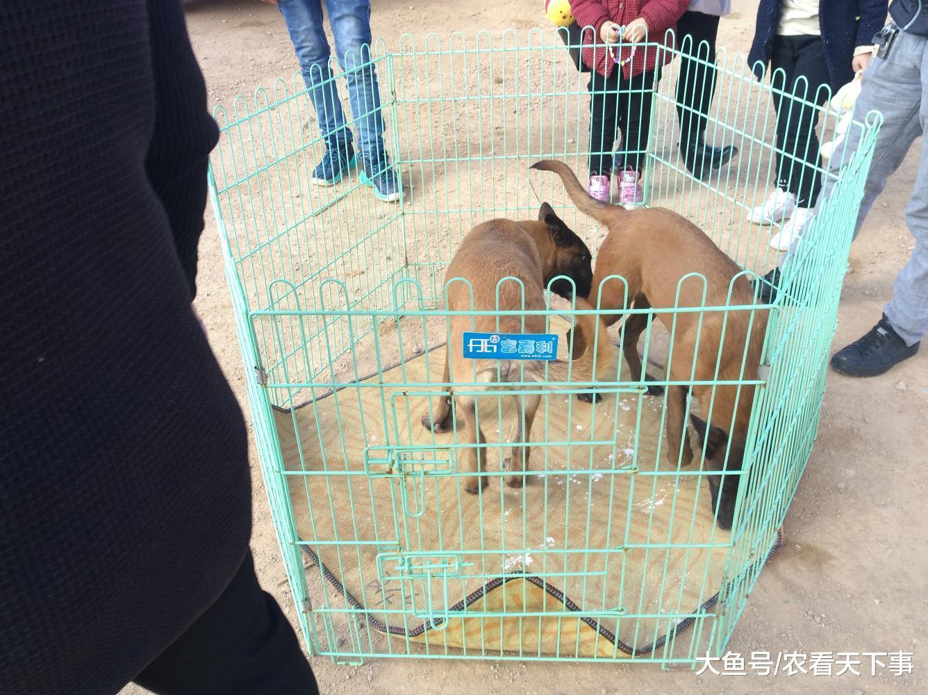 商贩出售活泼好动的马犬, 却因来得太晚没有顾客购买!