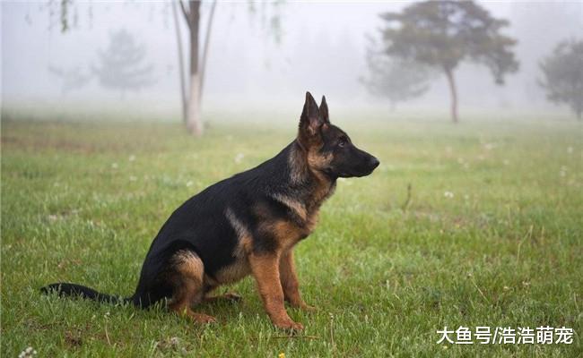 家里有孩子适合喂养下面5种狗, 金毛在内, 第五个价格低, 好养活