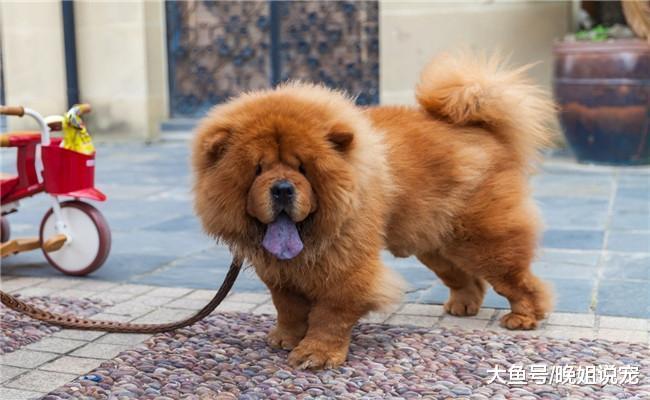下面五种狗狗不适合有孩子的养, 博美在内, 第四种会把孩子当猎物