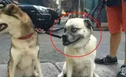 路上看到一狗子, 一眼就看出来, 这货肯定是二哈和巴哥造的孽!