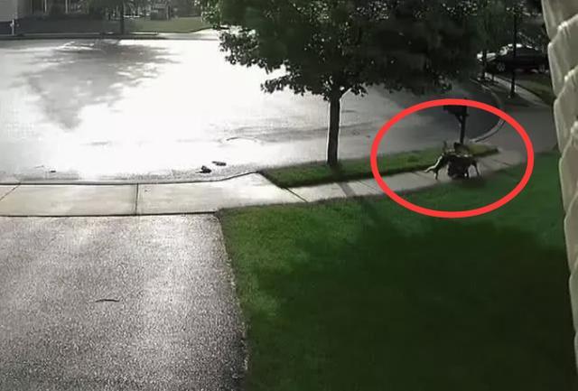 小朋友带自家狗遛弯, 突然发现不对劲, 但已经晚了!