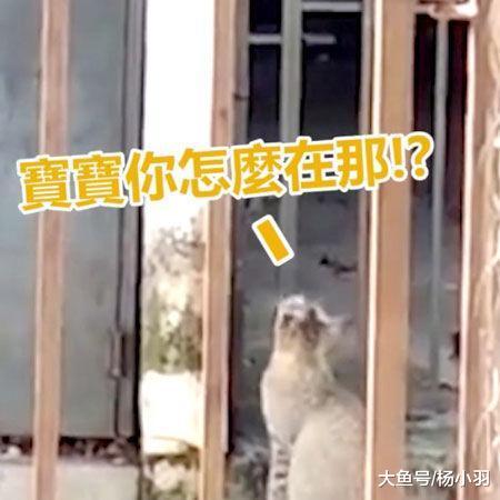 猫妈带小猫外出竟没察觉孩子丢了, 直到听见叫声抬头望: 放开我的孩子