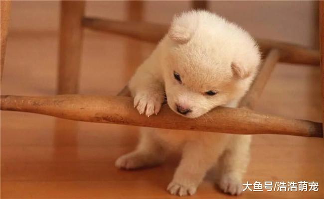 不管颜值多高, 只要狗狗有这5个习惯, 就没人喜欢它