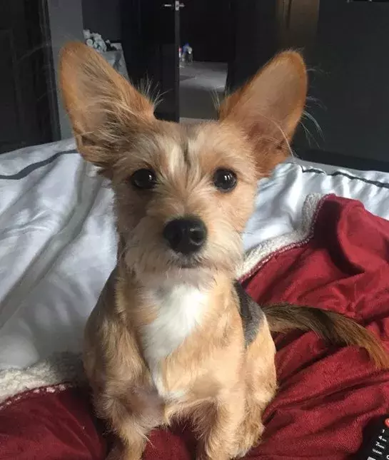 宠物就像小孩子