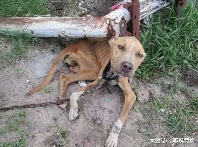 主人意外死去, 狗狗栓在铁链上饿到皮包骨, 幸亏被好人收养了