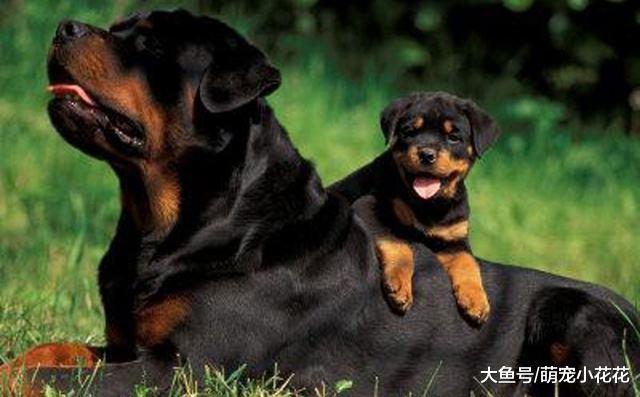 养狗! 我劝你不要养“罗威纳犬”!