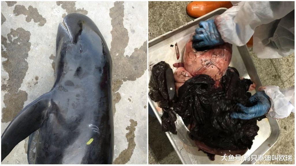 3只搁浅小虎鲸「胃里惊见塞满18个塑胶袋+大海绵」活活饿死