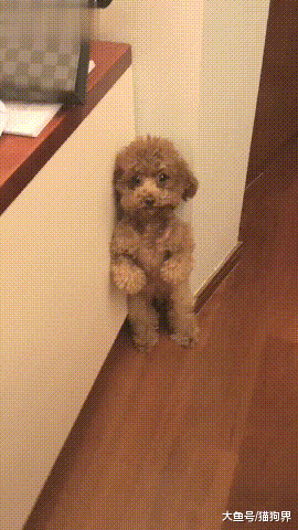 软萌小泰迪犯错被罚站, 网友: 看在小狗这么卡哇伊的份上算了~