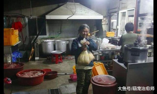 老奶奶自己建收容所, 救助了200多只狗, 却被人们嘲讽是乞丐!