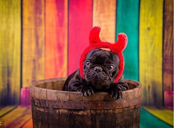 法国斗牛犬虽好, 可是这5个“缺点”却不容忽视, 贵是第一