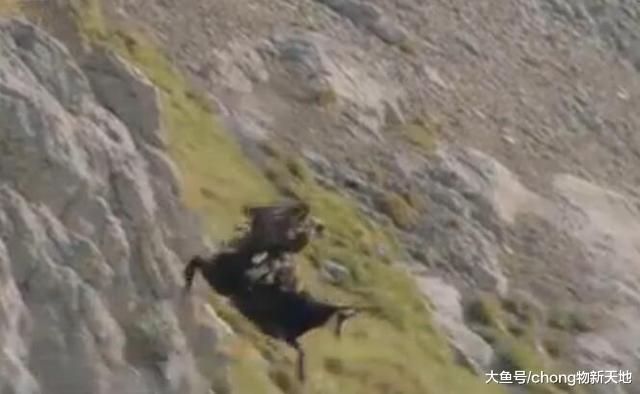 金雕空中抓捕山羊, 结果反被山羊弄得身负重伤, 阴沟里翻船