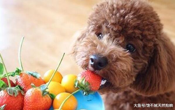 养狗小知识: 贵宾犬除了吃狗粮, 也能吃的5种食物!