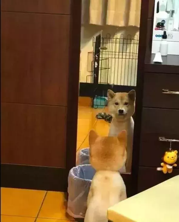 剪毛后看到镜子时, 狗子直接崩溃大哭