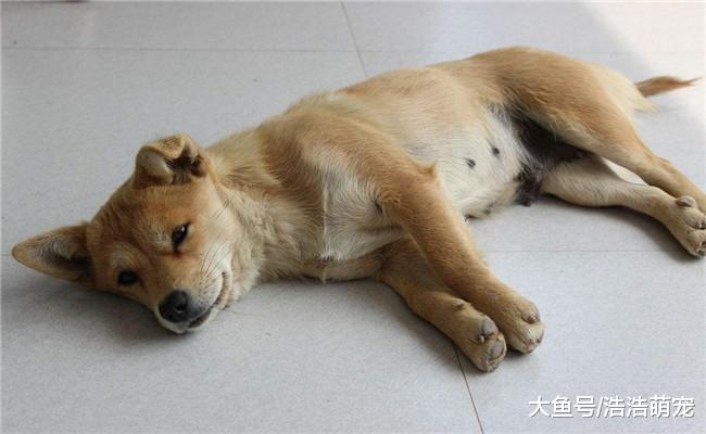 狗狗往你身上扑有三个原因, 喜欢你只是其中之一