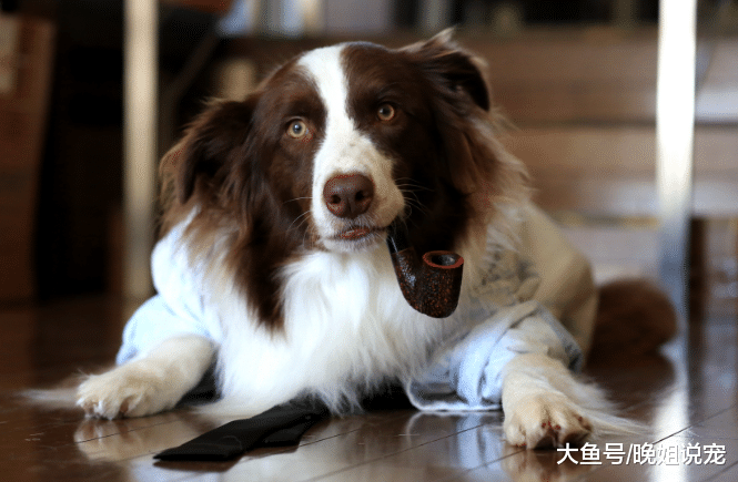 同样是牧羊犬, 为什么边牧比苏牧更受欢迎? 3个优点很重要