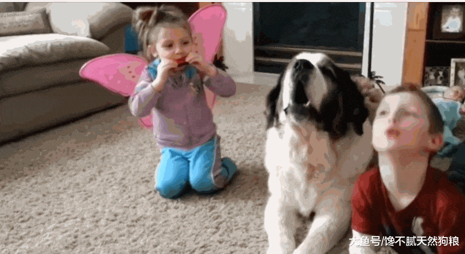 有小孩的家庭, 养狗为什么要养母狗? 原因有5点!