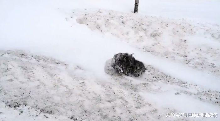 路旁看到被雪埋的「深灰色毛团」, 救出后解冻「寻获史上最美生物」!