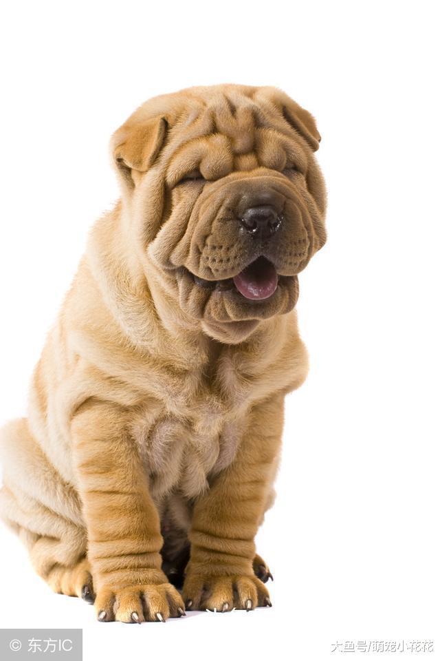 中国本土狗当中, 这6种人气最高, 哪种才是你的最爱?
