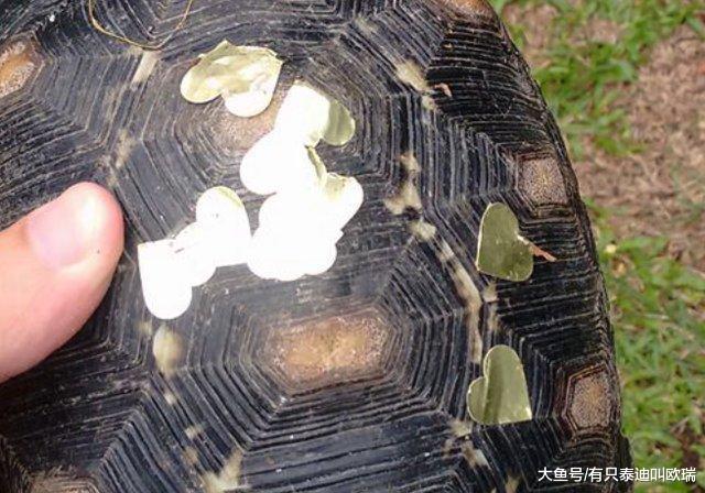 宠物龟自己偷溜出去跑趴不回家, 后来发现它出去找妹妹开趴没带他