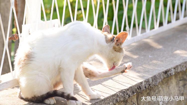 选对猫主子想要的, 挑食都是不存在的!