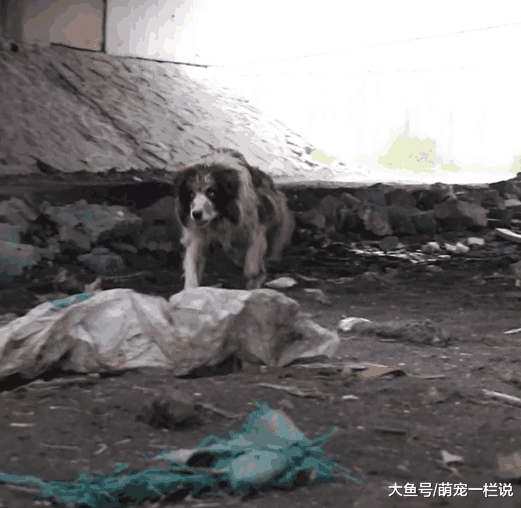 流浪边牧犬捡垃圾吃时, 看见别的狗和主人开心散步, 眼里尽是哀伤