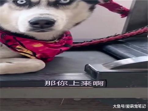 装睡的二哈听到主人要把它卖到狗肉馆, 瞬间被惊醒, 这眼神没谁了