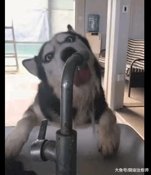 哈士奇学会了开水龙头喝水, 但并不知道关上, 浪费多少水费钱啊!