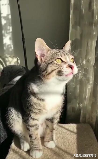 狸花猫为勾引燕子抓来玩, 居然学会了鸟叫, 网友: 论外语的重要性