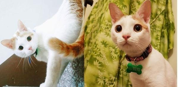 喵的报恩! 猫咪直挺挺站立操控逗猫棒, 帮爸爸照顾猫妹妹