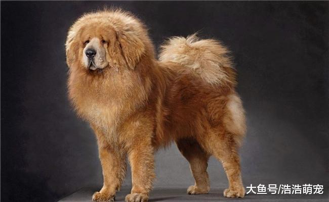 价格高开销大的五种狗狗, 尤其第五个, 只有“土豪”才养得起